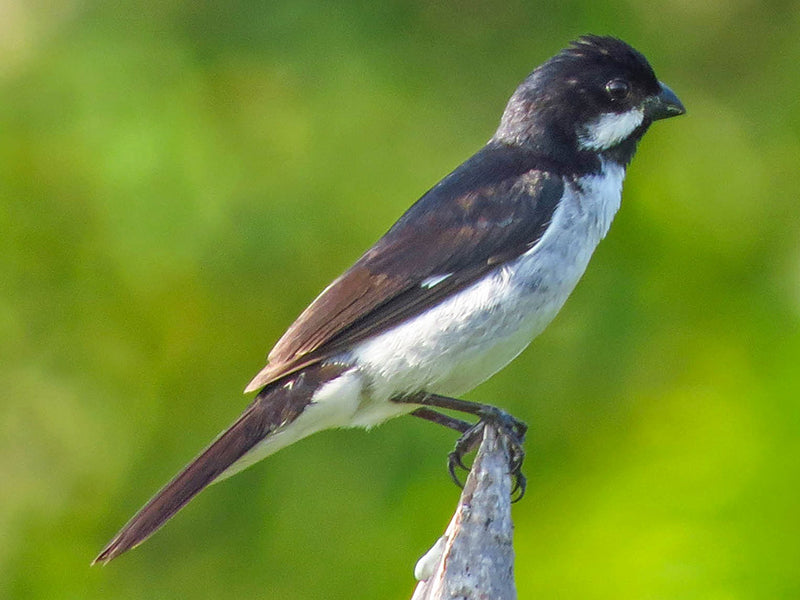 Lesson's Seedeater, Sporophila bouvronides, Espiguero de Lesson