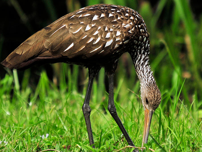 limpkin, gruiformes, aramidae
