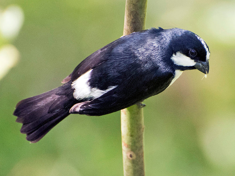 Lined Seedeater, Sporophila lineola, Espiguero bigotudo