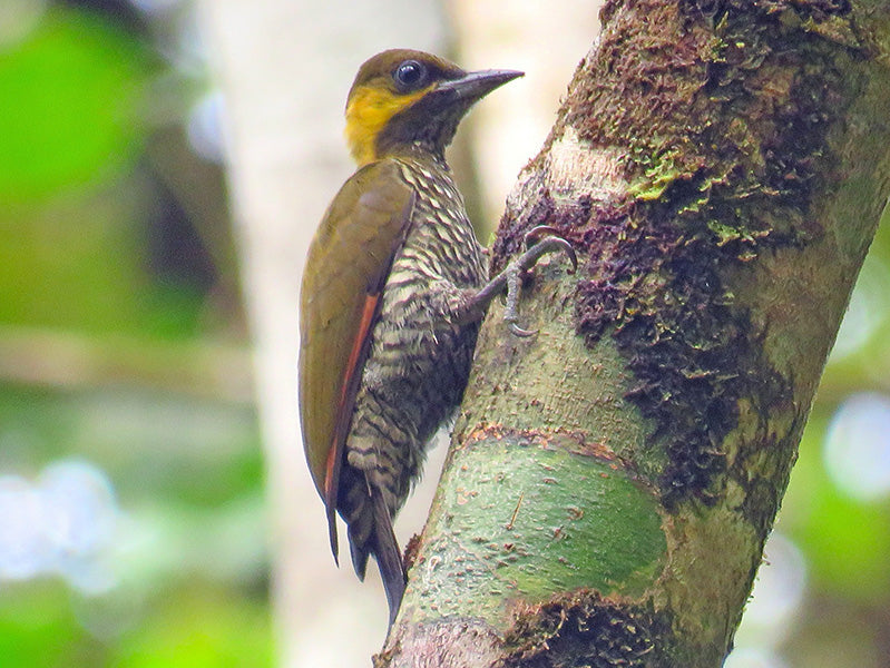 Lita Woodpecker, Piculus litae, Carpintero de Litá