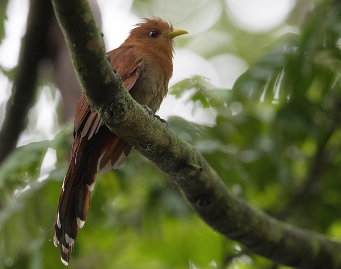 Little Cuckoo, Coccycua minuta, Cuco-ardilla Chico