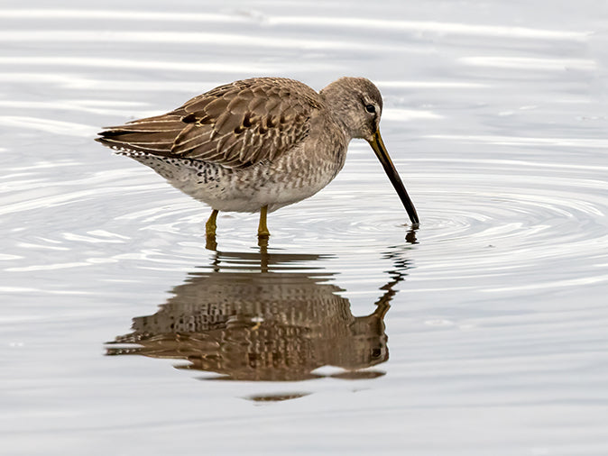 Long-billed Dowitcher, Limnodromus scolopaceus, Becasa Piquilarga