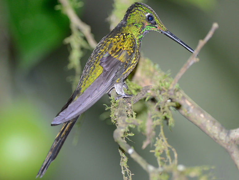 Long-billed Starthroat, Heliomaster longirostris, Picudo Gorgiestrella