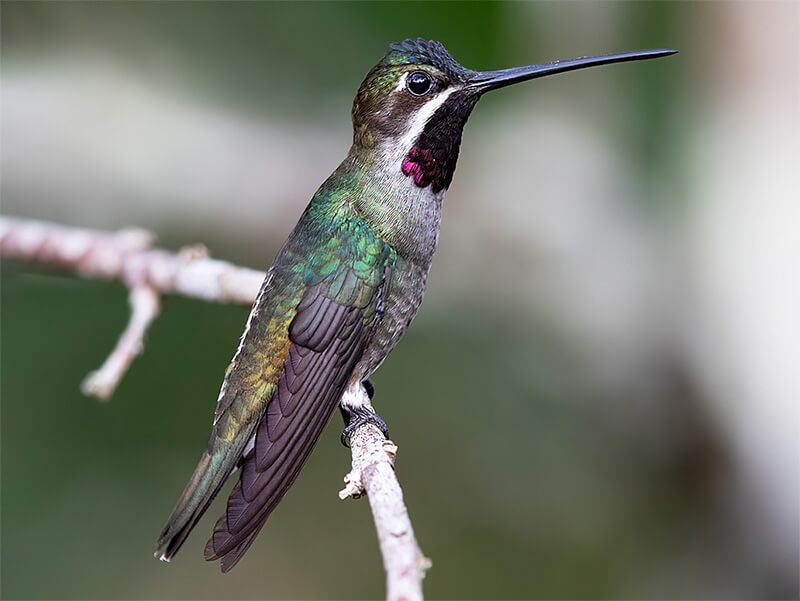 Long-billed Starthroat, Heliomaster longirostris, Picudo Gorgiestrella