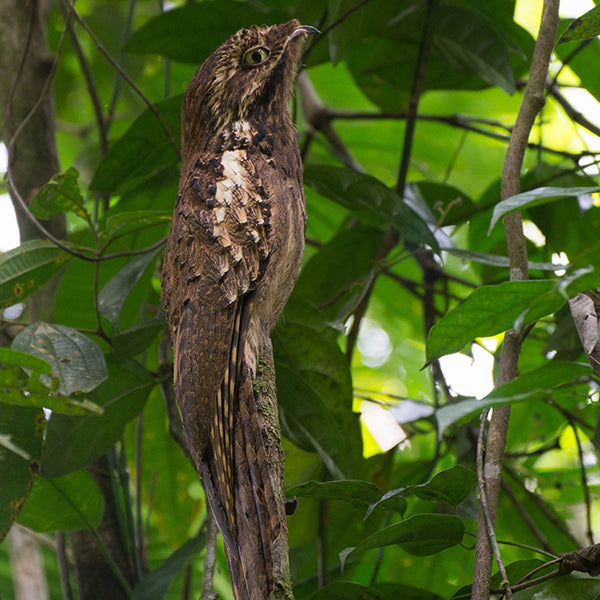 Long-tailed Potoo, Biemparado Rabilargo, Nyctibius aethereus