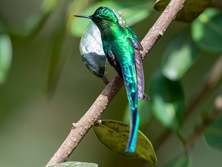 Long-tailed sylph, Aglaiocercus kingii, Cometa Verdiazul