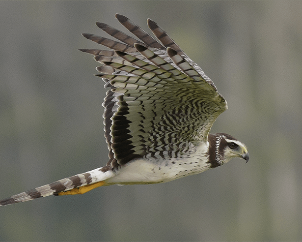 Long-winged-harrier, Circus buffoni, Aguilucho negro