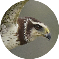 Long-winged-harrier, Circus buffoni, Aguilucho negro