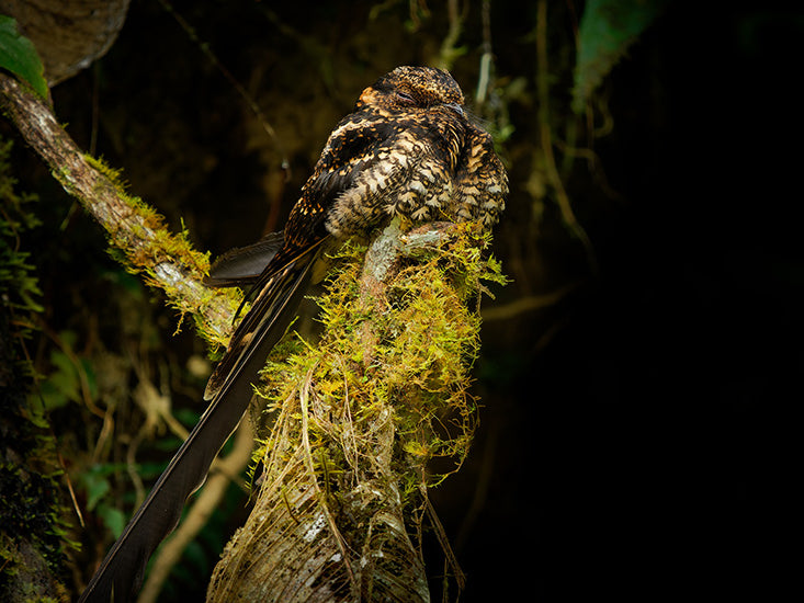 Lyre-tailed Nightjar, Uropsalis lyra, Guardacaminos Lira
