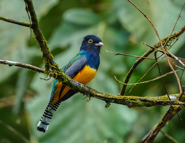 Gartered Trogon, Trogon (violaceus) caligatus, Trogón Violáceo