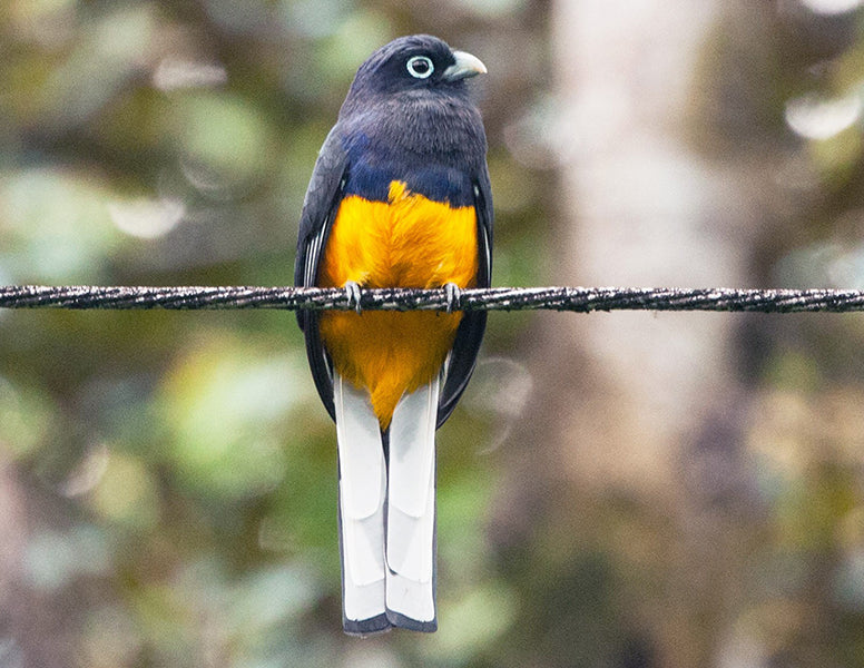 White-tailed Trogon, Trogon chionurus, Trogón Coliblanco
