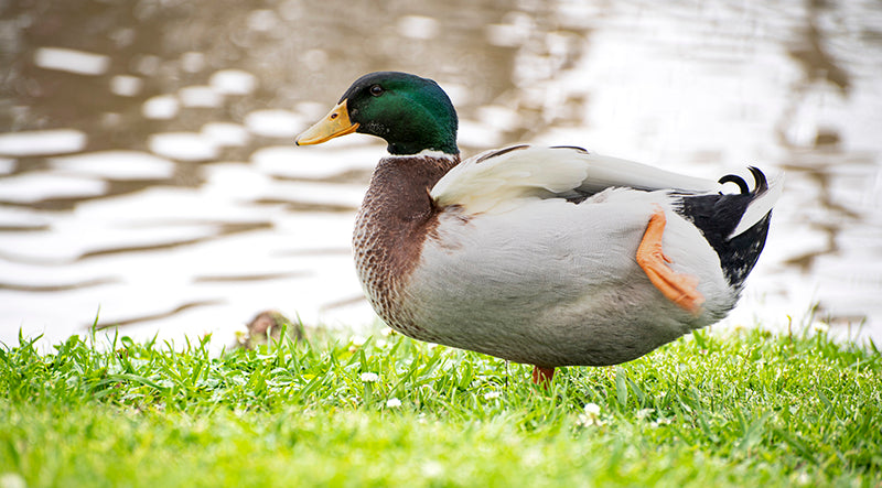 male mallard, anas platyrhynchos