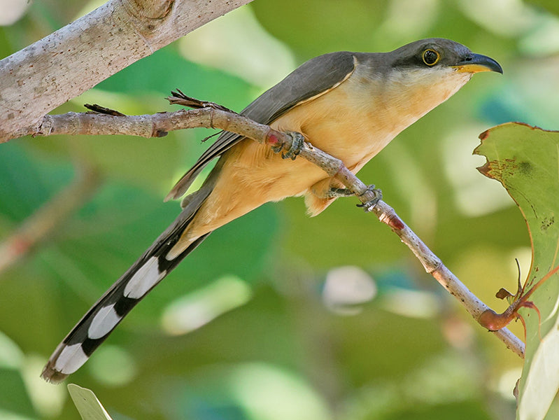 Mangrove Cuckoo, Coccyzus minor, Cuco Manglero