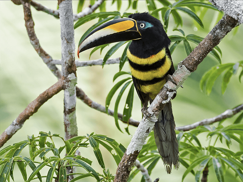 Many-banded Aracari, Pteroglossus pluricinctus, Pichi Bibandeado, Many-banded Araçari