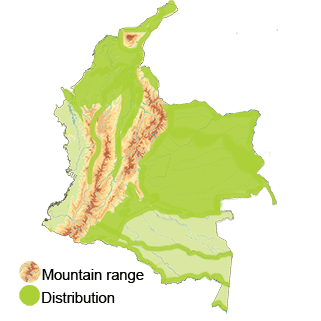 distribution of the bare-faced-ibis