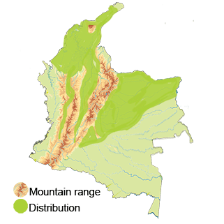 distribution of the buff-necked ibis