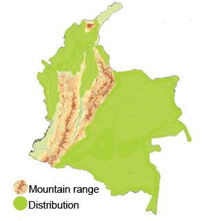 distribution of the green ibis