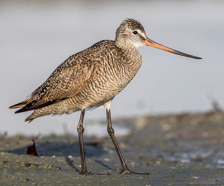 Marbled Godwit, Limosa fedoa, Ajuga Moteada