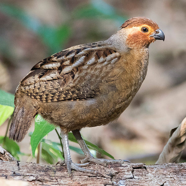 Marbled Wood-quail, Odontophorus gujanensis, Perdiz Corcovada