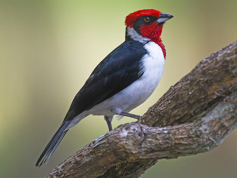 Masked Cardinal, Paroaria nigrogenis, Cardenal Pantanero