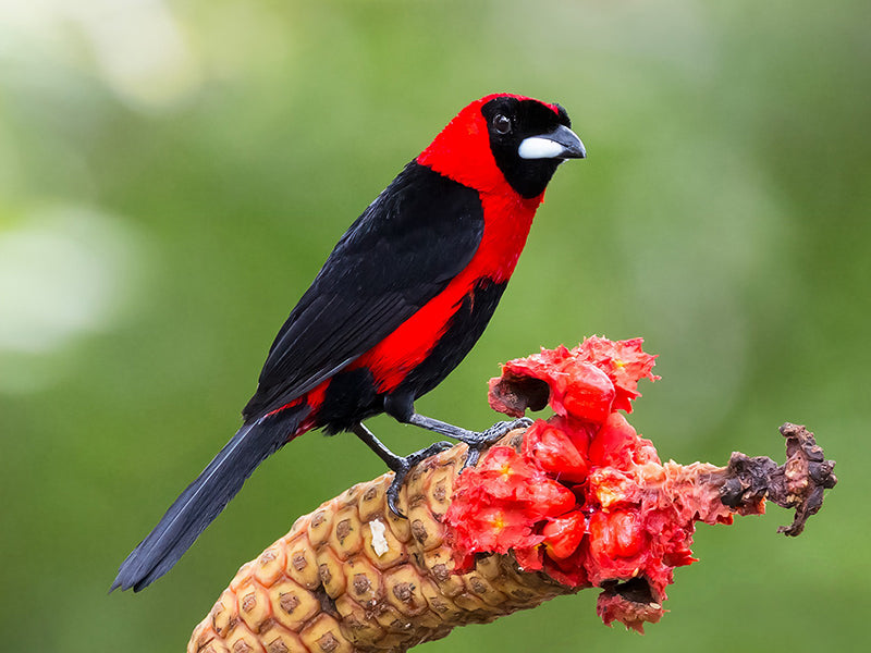 Masked-crimson Tanager, Rhamphocelus nigrogularis, Roche Carmesí