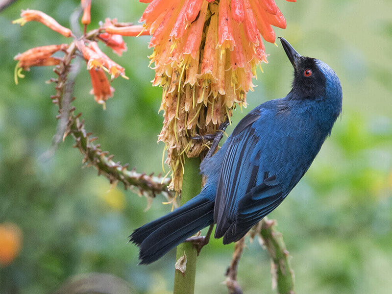 Masked Flowerpiercer, Diglossa cyanea, Picaflor de Antifaz