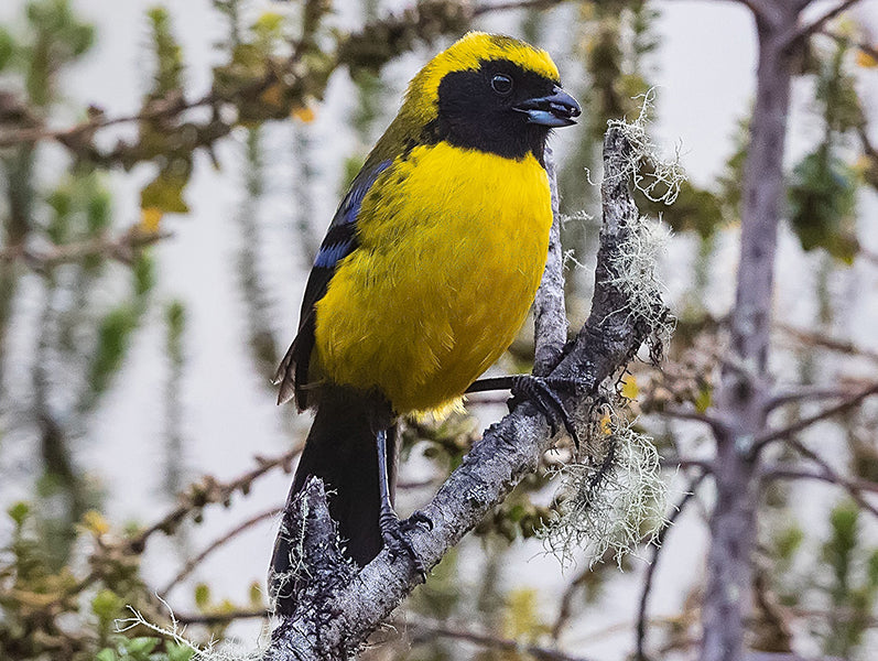 Masked- Mountain-tanager, Tephrophilus wetmorei, Azulejo de Wetmore