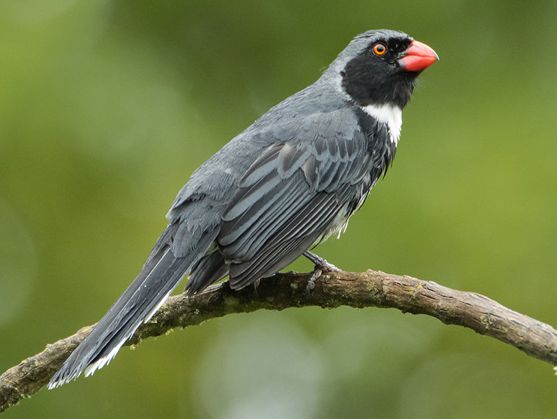 Masked Saltator, Saltator cinctus, Saltador Chusquero