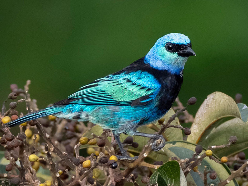 Masked Tanager, Stilpnia nigrocincta, Tangará Enmascarada