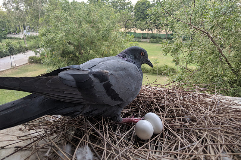 nesting behavior,