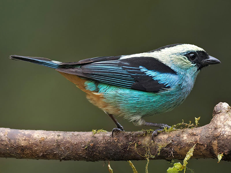 Metallic-green Tanager, Tangara labradores, Tangará Verdiplata