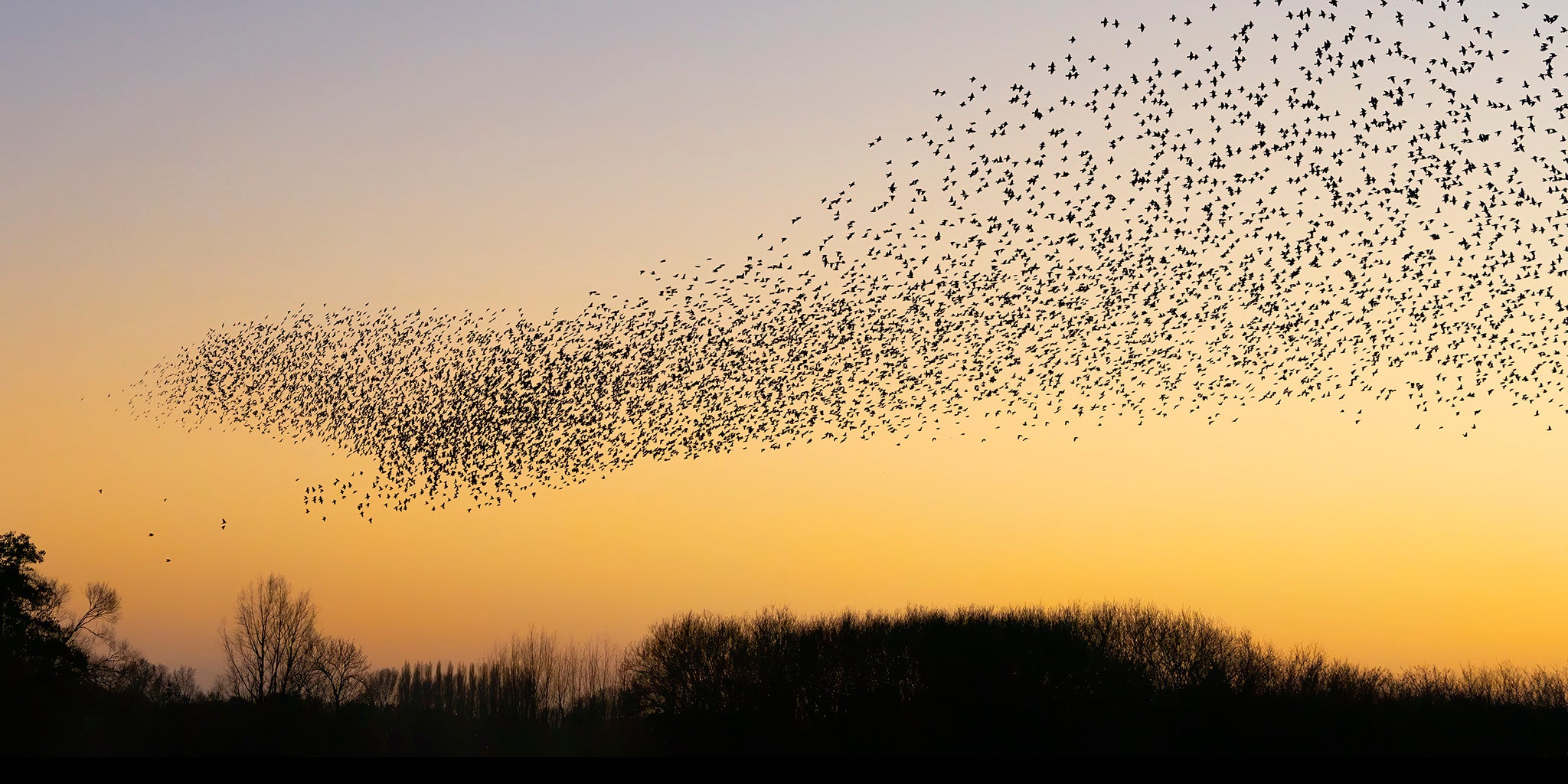 Migration of Birds, Migración de las aves