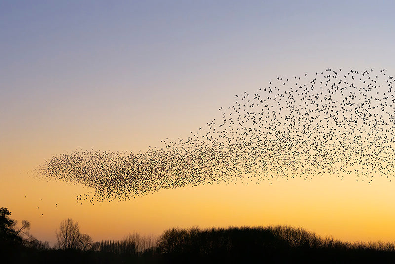 Migration of birds, migración de las aves
