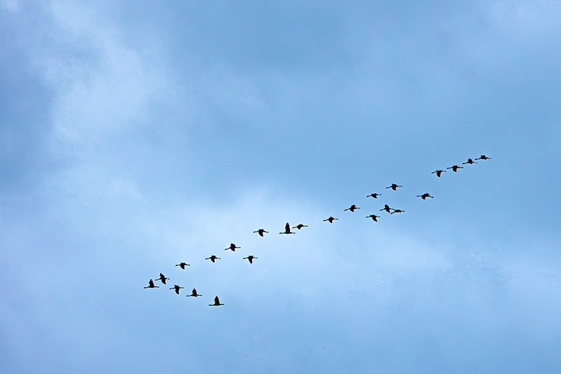 Migratory Navigation, Navegación migratoria