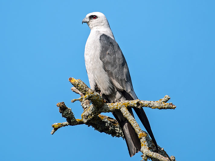 Mississippi Kite, Ictinia mississippiensis, Aguililla de Mississippi