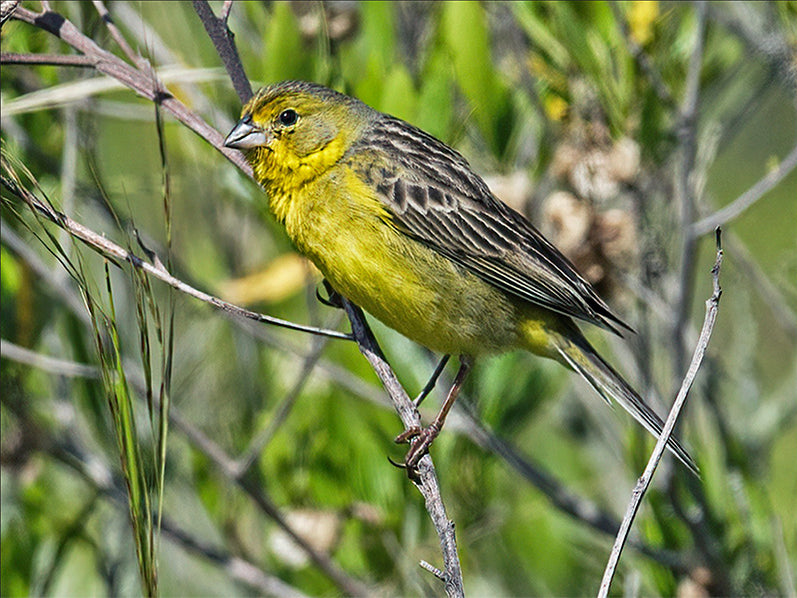 Montane Yellow-finch, Sicalis (luteola) bogotensis, Canario Bogotano