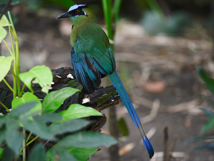 motmot, coraciiformes, momotidae