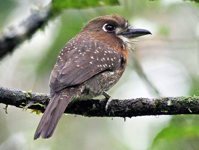 Moustached Puffbird, Malacoptila mystacalis, Bigotudo Canoso