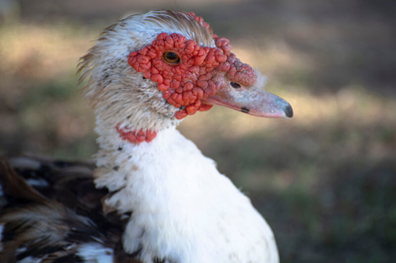 Cairina moschata, muscovy duck