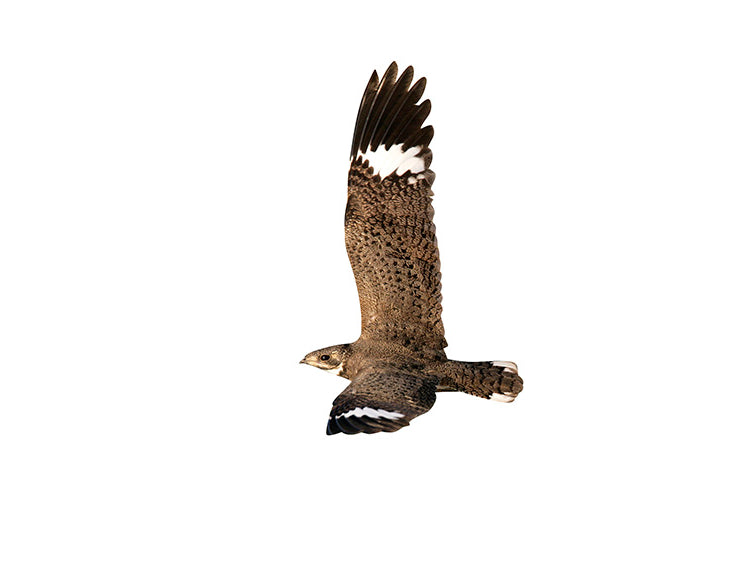 Nacunda Nighthawk, Chordeiles anaconda, Chotacabras Collarejo