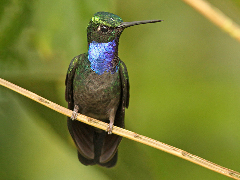 Napo Sabrewing, Campylopterus villaviscensio, Ala-de-sable del Napo