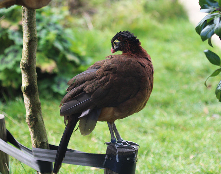 Nocturnal curassow, Nothocrax urumutum, Paujil Nocturno