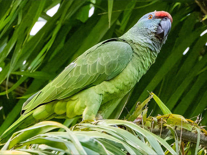 Northern Festive Amazon, Amazona bodini, Lora Festiva Norteña