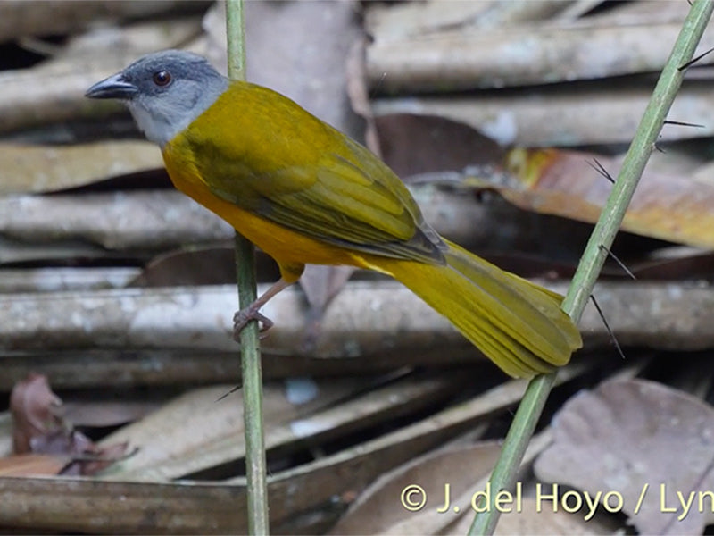 Nothern Gray-headed Tanager,