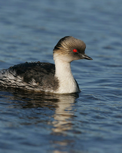 Northern silvery grebe, Podiceps juninensis, Plateado Norteño