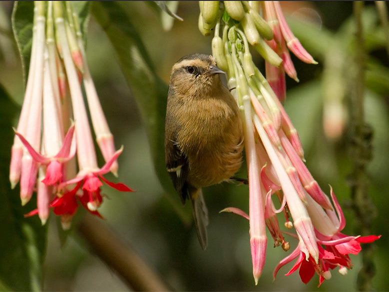 Ochraceous Conebill, Conirostrum fraseri, Conirrostro Cenizo