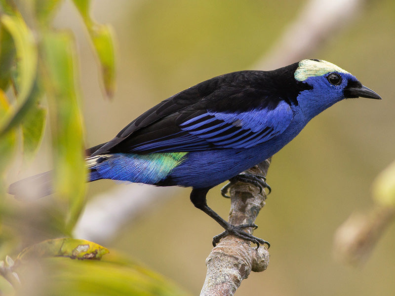 Opal-croned Tanager, Tangara callophrys, Tangará Cejiopalina