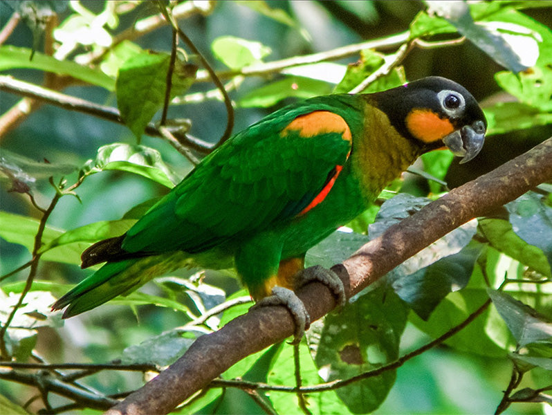 Orange-cheeked Parrot, Pyrilia barrabandi, Cotorra Cabecinegra