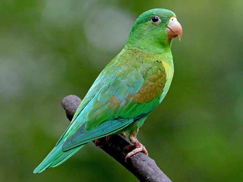 Orange-chinned Parakeet, Brotogeris jugularis, Periquito Bronceado