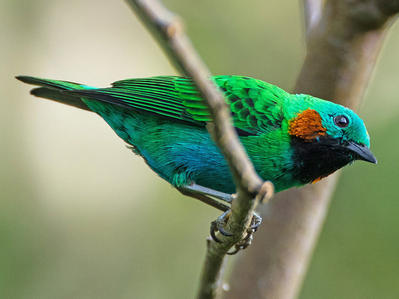Orange-eared Tanager, Chlorochrysa calliparaea, Tangará Orejinaranja